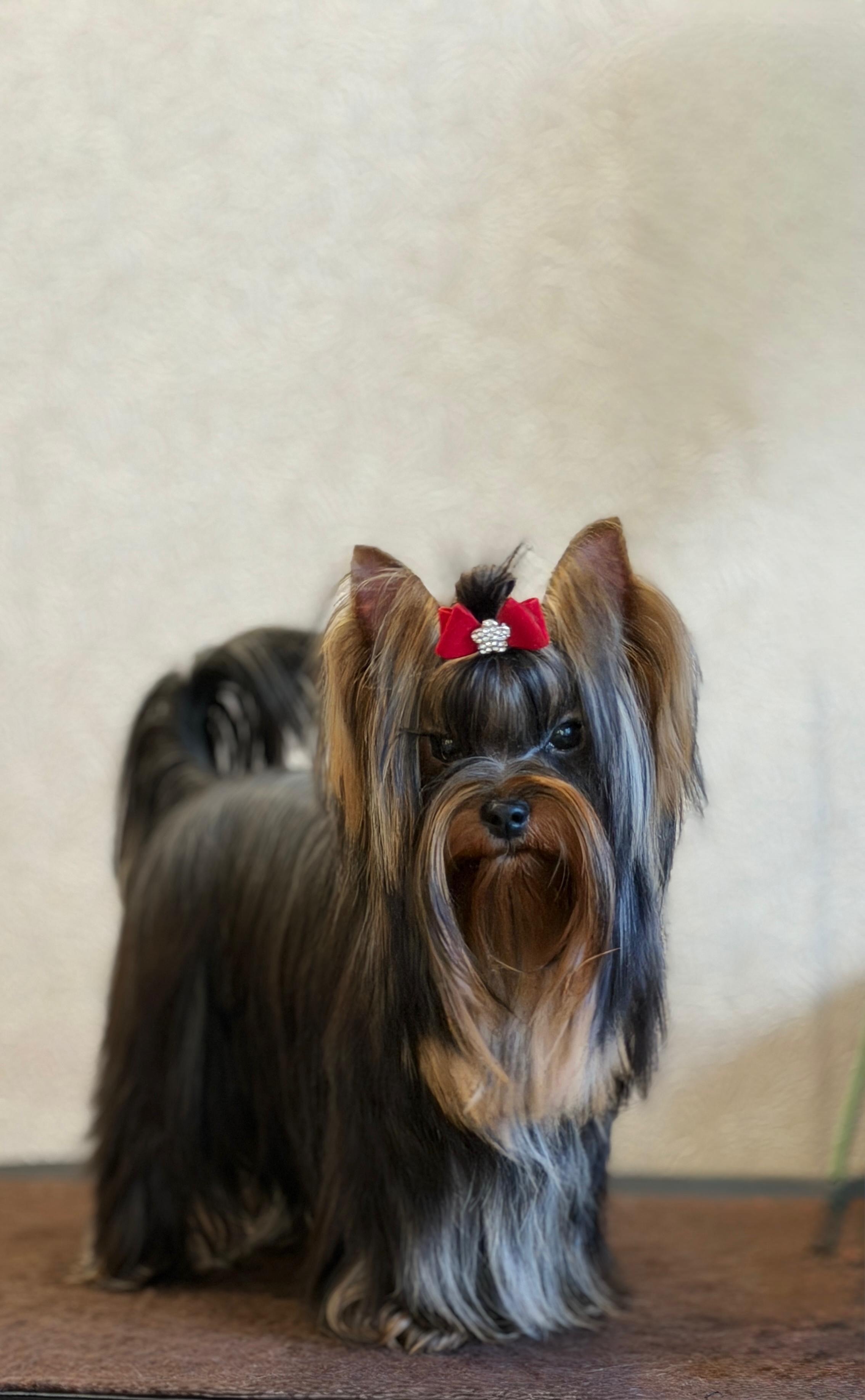  VIVA VIKTORIA — Labaza DogPedigree YorkshireTerrier